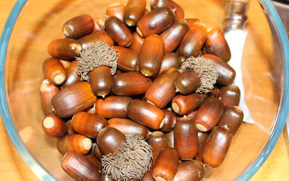 semen duba