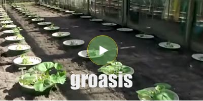 Groasis