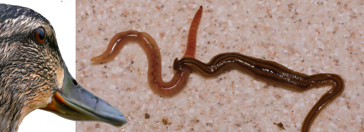 Ploskula
