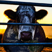 cowspiracy