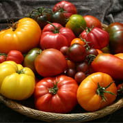 tomatofest
