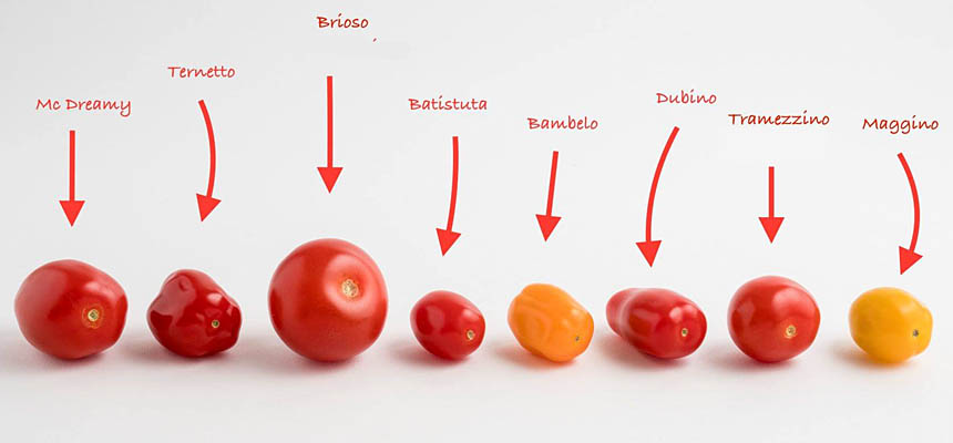 Brioso