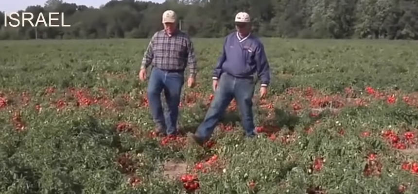 Tomato farming Israel