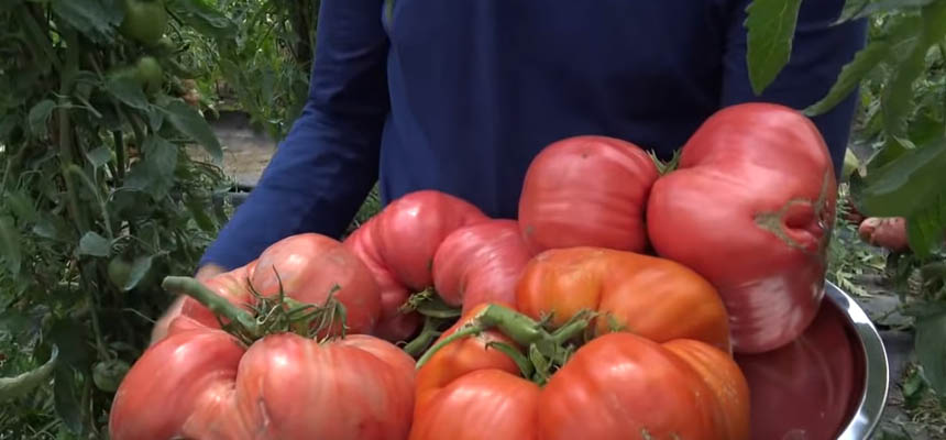 Tomato Giganty