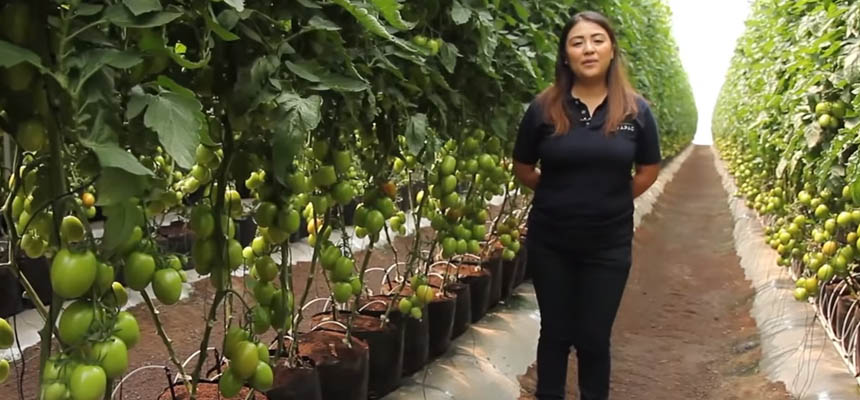 Sistema hidropnico para Tomate Saladette