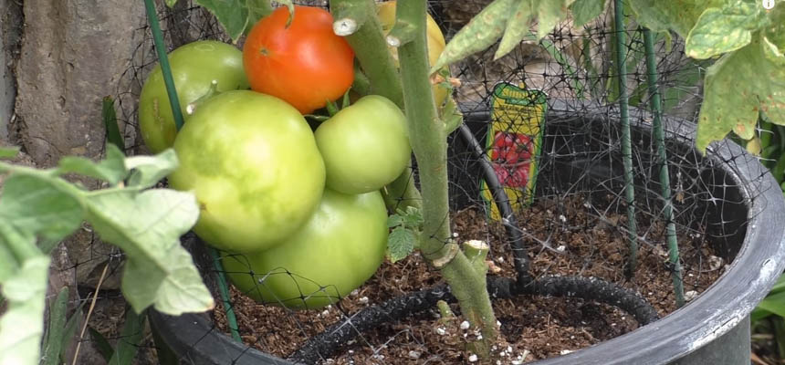 Tomato Growing Tips