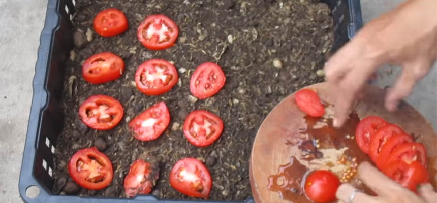 Tips for Growing Tomatoes