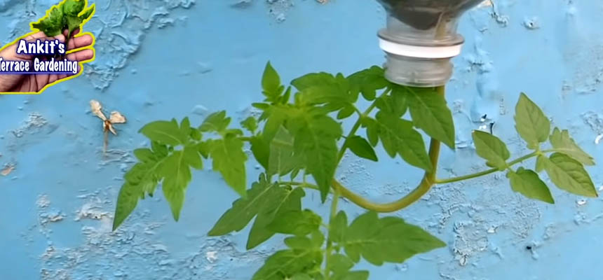 Vertical Gardening