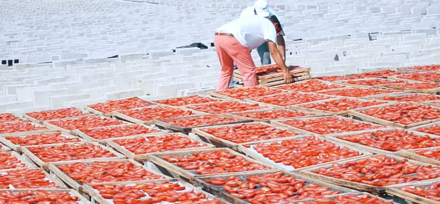 Pomodoro Secchi