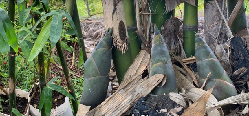 Growing Bamboo from Cutting-Best Way
