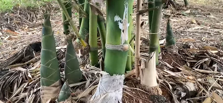 Harvest Sweet Bamboo