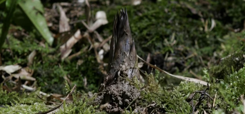 How fast can Bamboo Grow