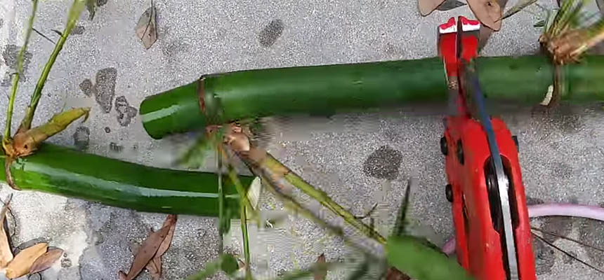 Planting Bamboo in Florida