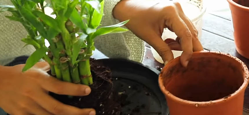 Grow Healthy Lucky Bamboo Indoors