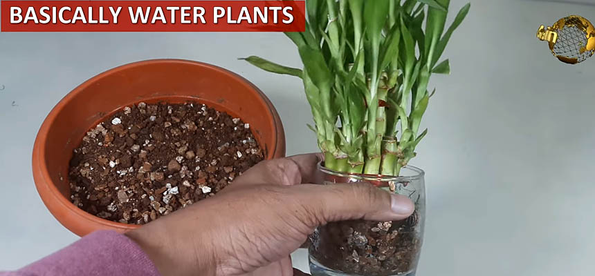 Bamboo water plants