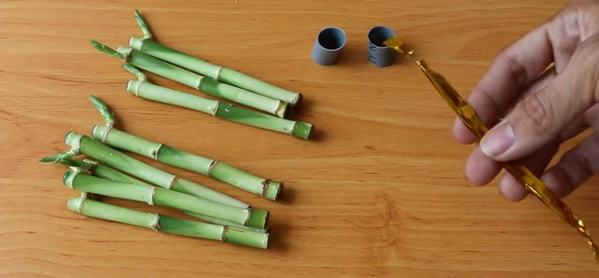 Bamboo