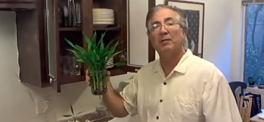 Lucky Bamboo Propagation Tutorial