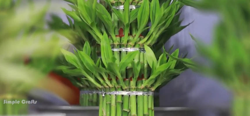 Bamboo decoration 10 ideas