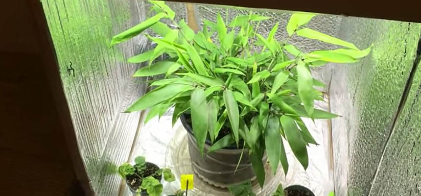 Bamboo in box