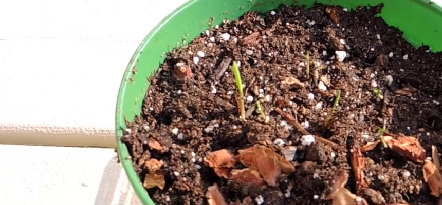 Bamboo growing from seed