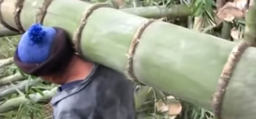 Bamboo