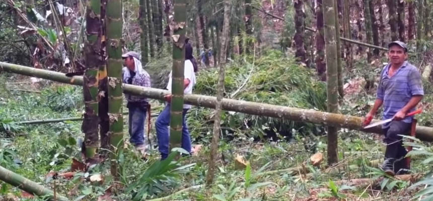 Bamboo 
