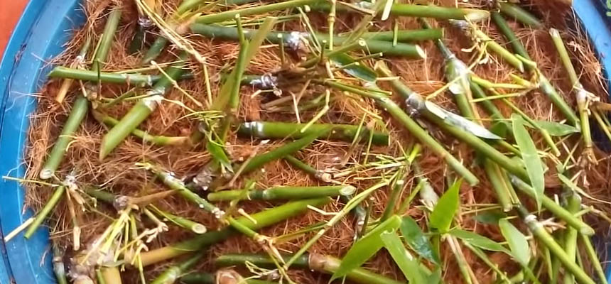 Bamboo Growing Easy