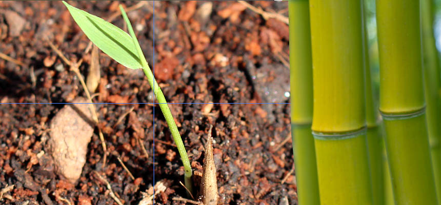 Bamboo Phyllostachys pubescens