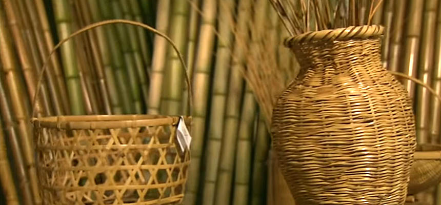 Haiku Bamboo Nursery