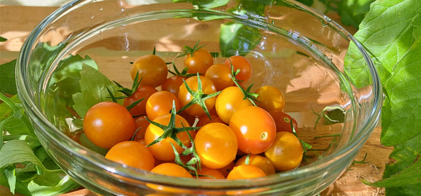 Harvesting Sungold Tomatoes on Balcony