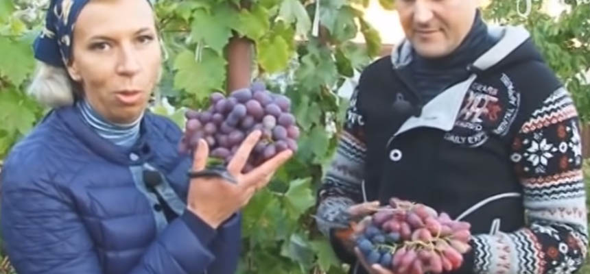 Vetko o vinohrade