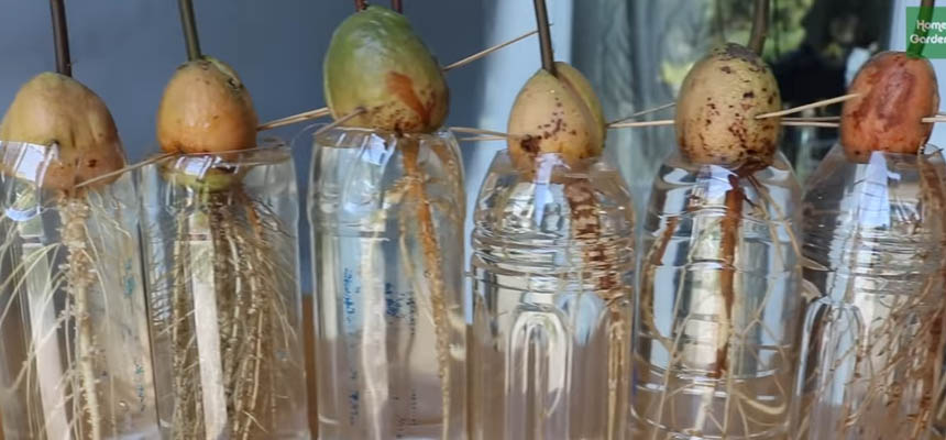 Growing Avocado tree from avocado seeds