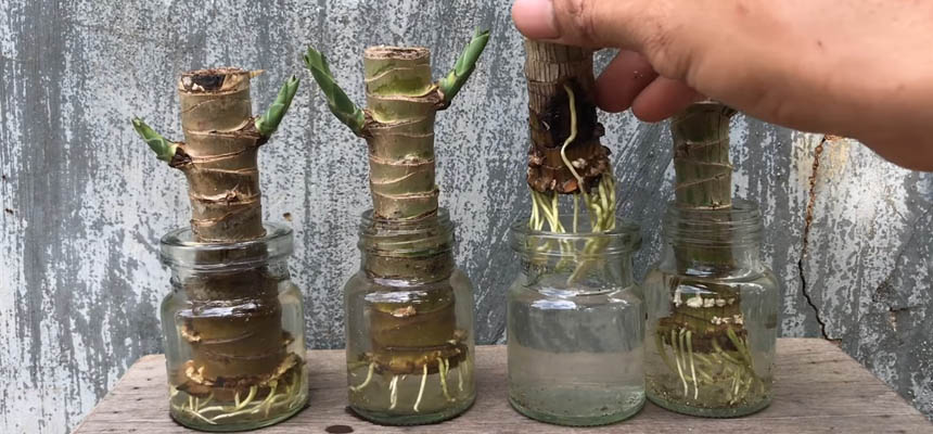 Dracena