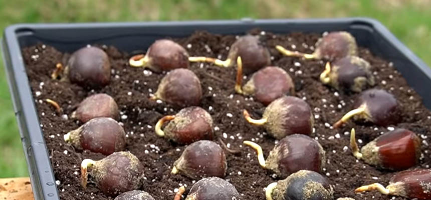 Chestnut
