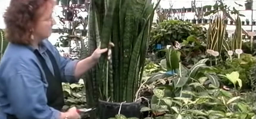 Science of Cuttings