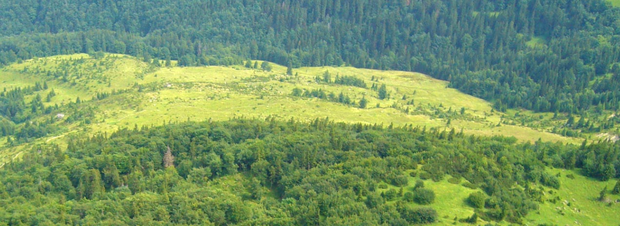 Znovuzrodenie lesa - samozalesovanie