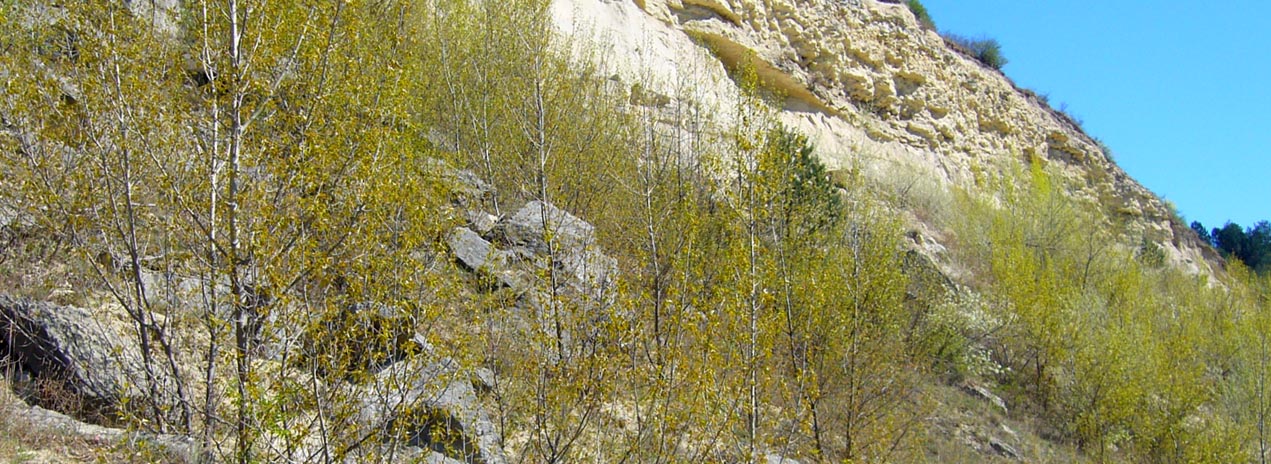 Znovuzrodenie lesa - brezov porast