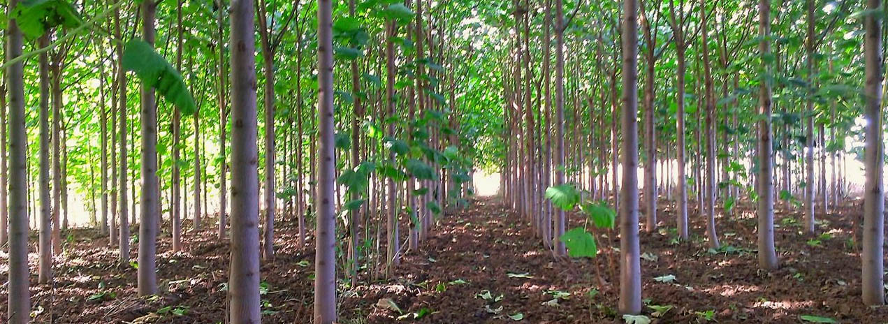Pestovan les Paulownia