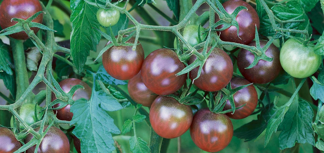 Black Cherry F1