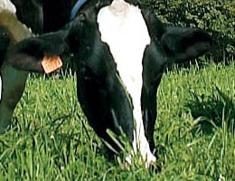 biomlieko