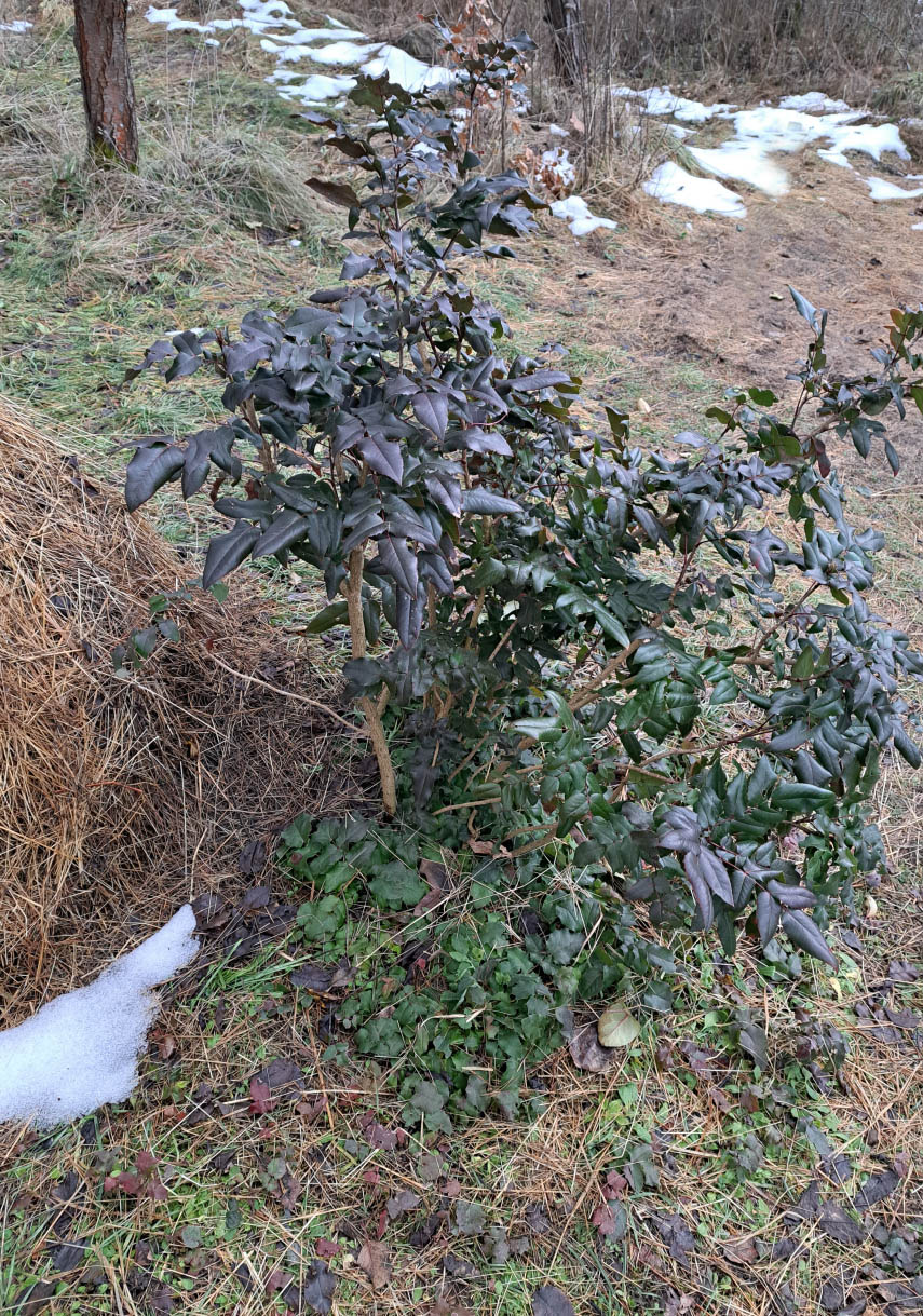 Cezmna