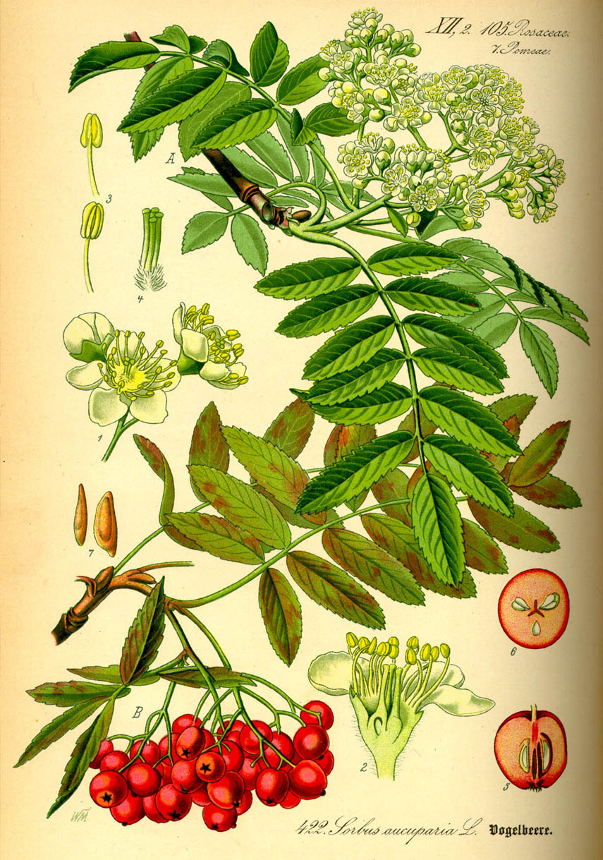 Jarabina