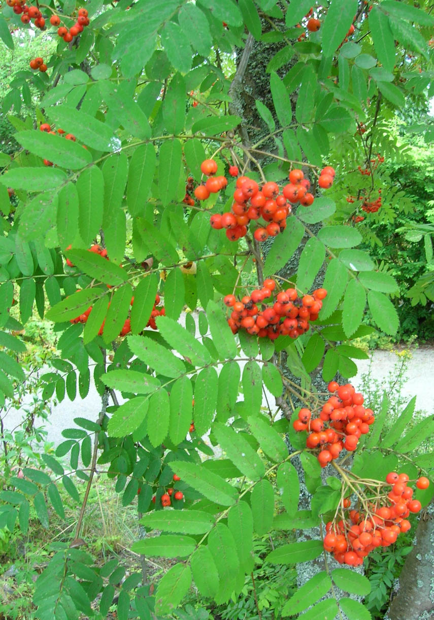 Jarabina
