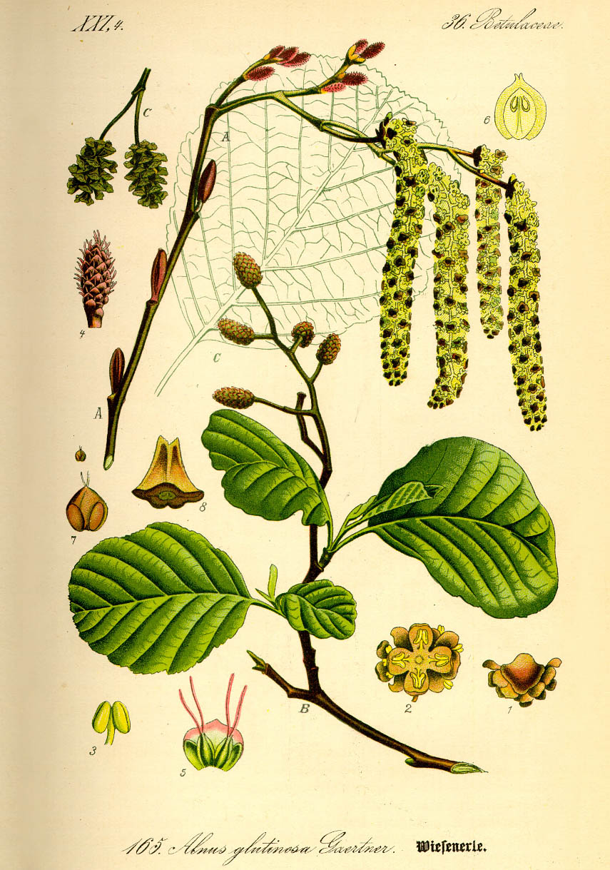 Jela
