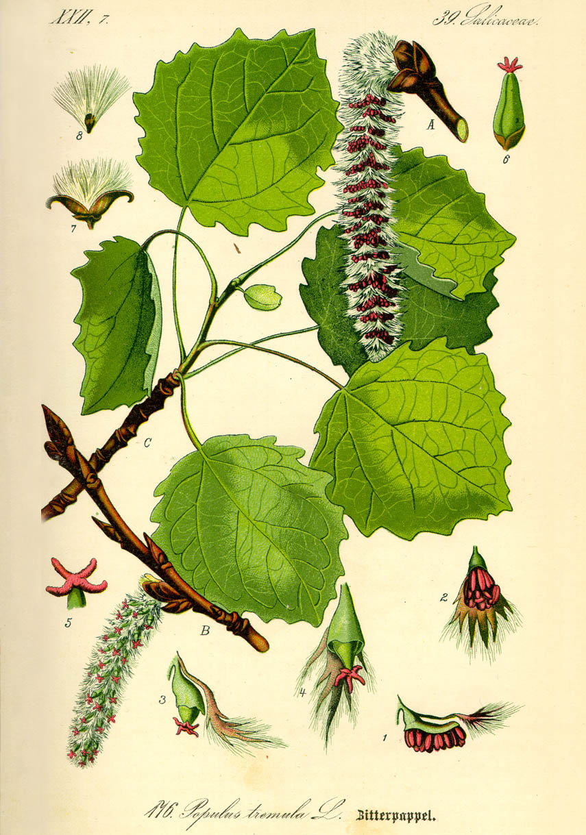 Osika