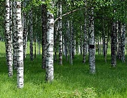 Breza previsnut, Betula pendula