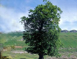 Buk lesn, Fagus sylvatica