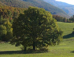 Dub letn, Quercus robur