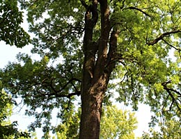 Jase thly, Fraxinus excelsior