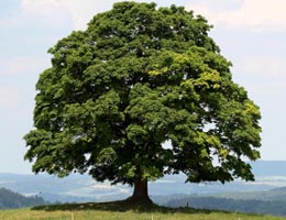 Javor mlieny, Acer platanoides